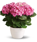 Happy Hydrangea - Pink from Boulevard Florist Wholesale Market